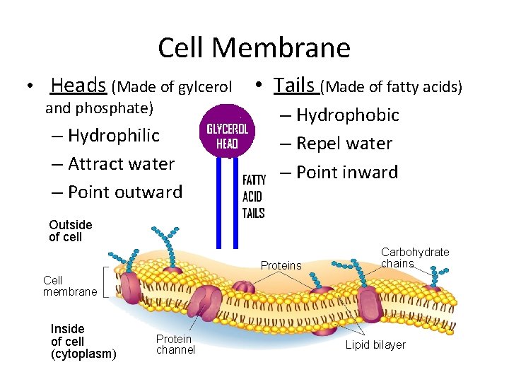 Cell Membrane • Heads (Made of gylcerol and phosphate) – Hydrophilic – Attract water