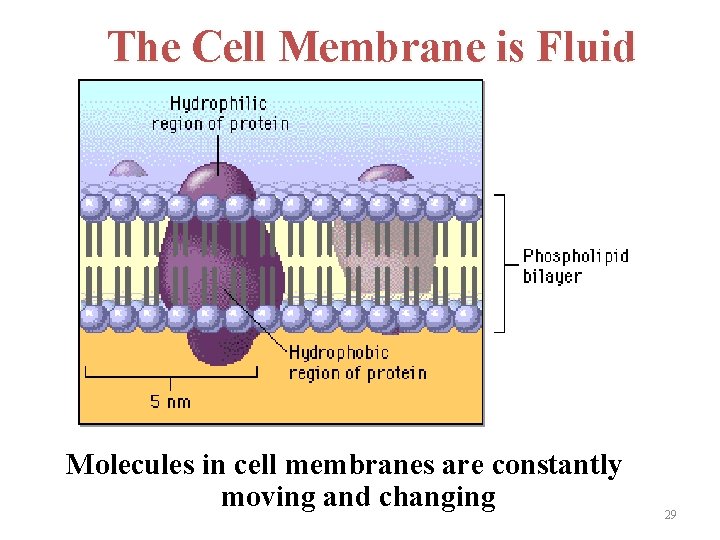 The Cell Membrane is Fluid Molecules in cell membranes are constantly moving and changing