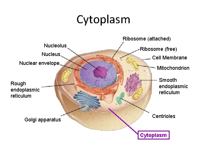 Cytoplasm Ribosome (attached) Nucleolus Nuclear envelope Rough endoplasmic reticulum Golgi apparatus Ribosome (free) Cell