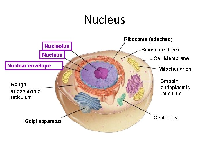 Nucleus Ribosome (attached) Nucleolus Nuclear envelope Rough endoplasmic reticulum Golgi apparatus Ribosome (free) Cell