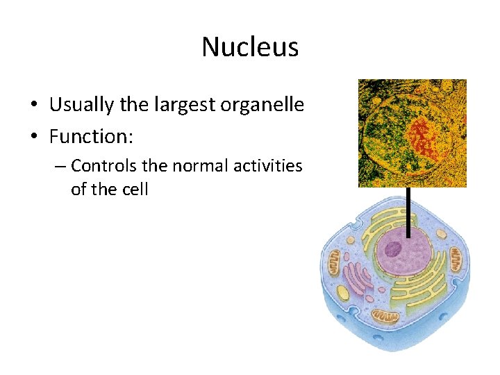 Nucleus • Usually the largest organelle • Function: – Controls the normal activities of