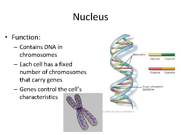 Nucleus • Function: – Contains DNA in chromosomes – Each cell has a fixed