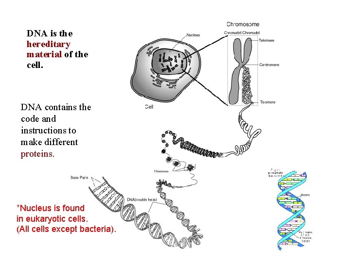 DNA is the hereditary material of the cell. DNA contains the code and instructions