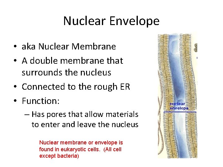 Nuclear Envelope • aka Nuclear Membrane • A double membrane that surrounds the nucleus