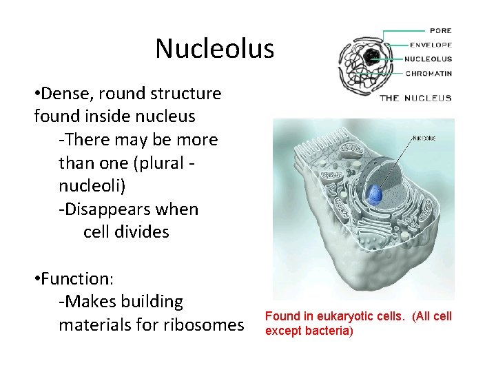 Nucleolus • Dense, round structure found inside nucleus -There may be more than one