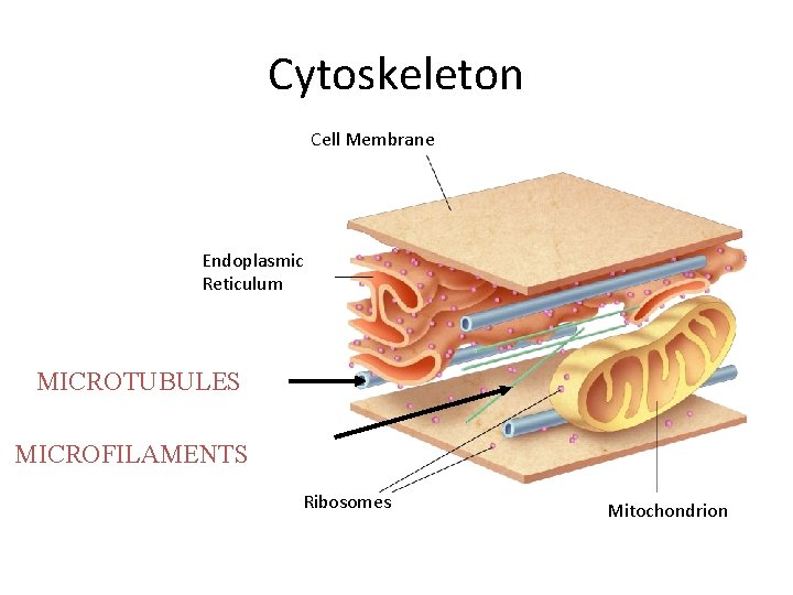 Cytoskeleton Cell Membrane Endoplasmic Reticulum MICROTUBULES MICROFILAMENTS Ribosomes Mitochondrion 