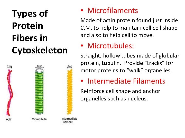 Types of Protein Fibers in Cytoskeleton • Microfilaments Made of actin protein found just