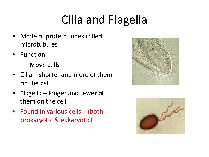 Cilia and Flagella • Made of protein tubes called microtubules • Function: – Move