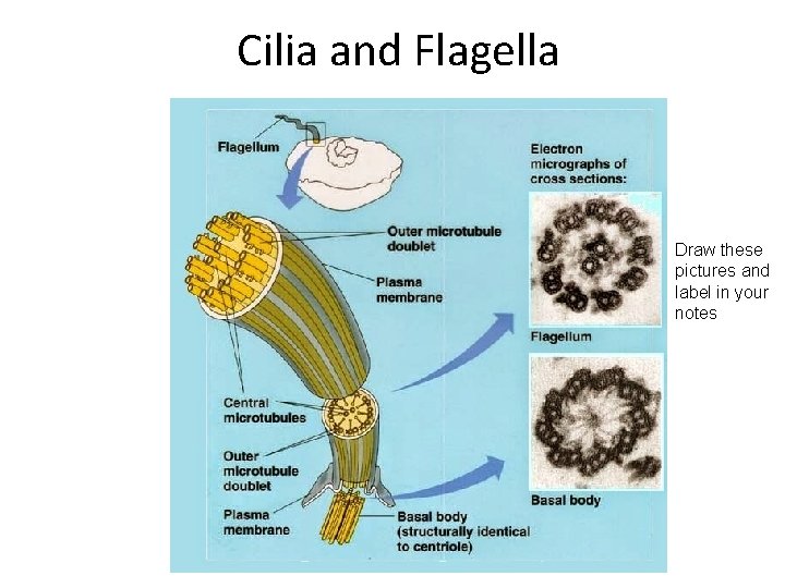 Cilia and Flagella Draw these pictures and label in your notes 