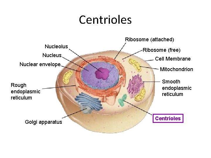 Centrioles Ribosome (attached) Nucleolus Nuclear envelope Rough endoplasmic reticulum Golgi apparatus Ribosome (free) Cell