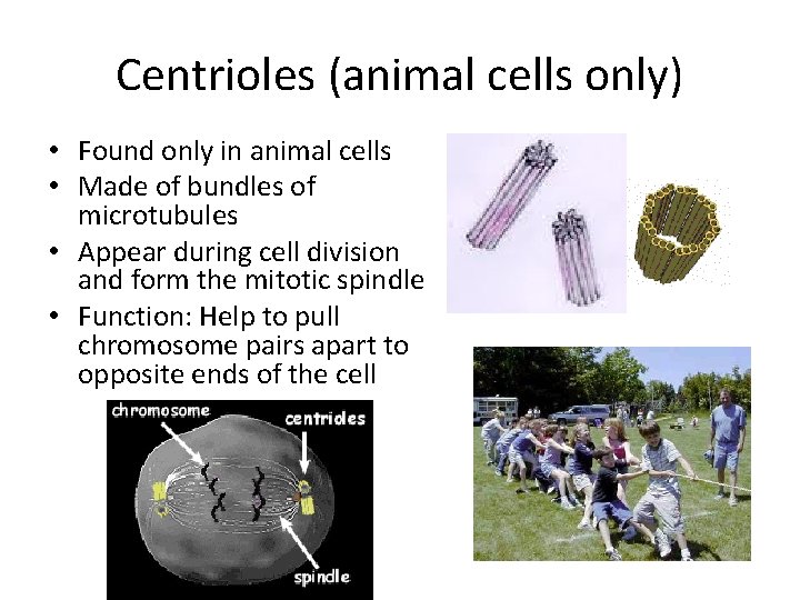 Centrioles (animal cells only) • Found only in animal cells • Made of bundles