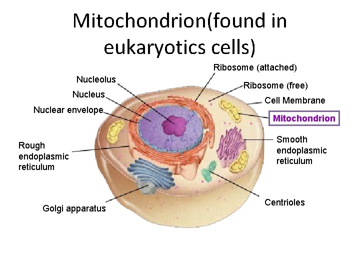 Mitochondrion(found in eukaryotics cells) Ribosome (attached) Nucleolus Nuclear envelope Rough endoplasmic reticulum Golgi apparatus