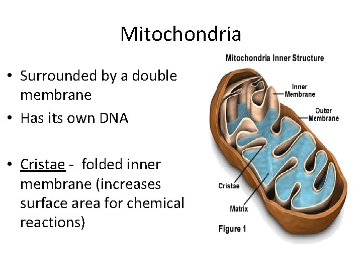 Mitochondria • Surrounded by a double membrane • Has its own DNA • Cristae