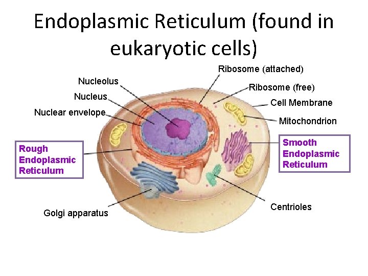 Endoplasmic Reticulum (found in eukaryotic cells) Ribosome (attached) Nucleolus Nuclear envelope Rough Endoplasmic Reticulum