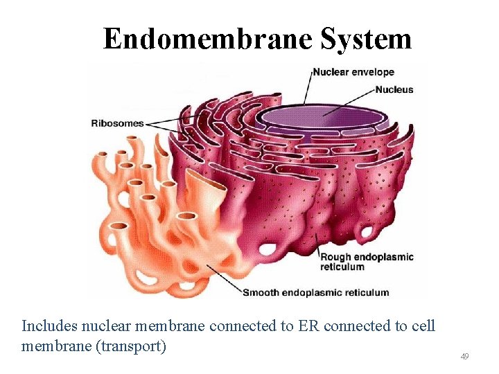 Endomembrane System Includes nuclear membrane connected to ER connected to cell membrane (transport) 49