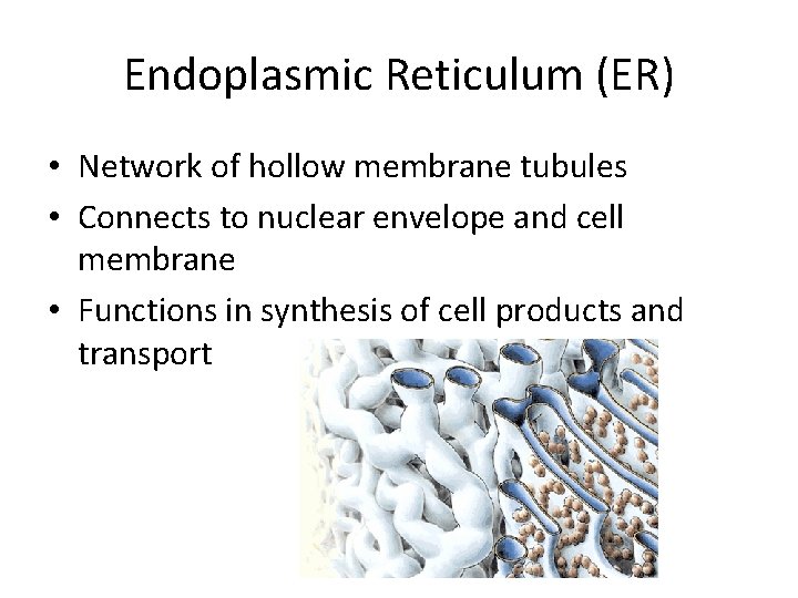 Endoplasmic Reticulum (ER) • Network of hollow membrane tubules • Connects to nuclear envelope