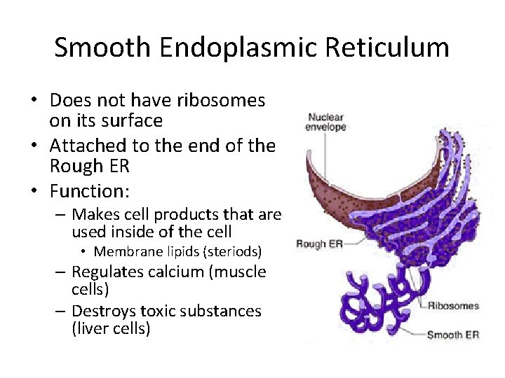 Smooth Endoplasmic Reticulum • Does not have ribosomes on its surface • Attached to