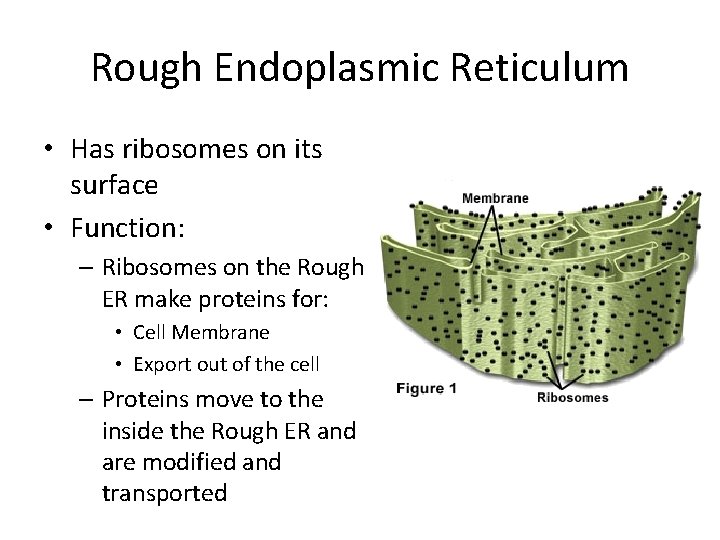 Rough Endoplasmic Reticulum • Has ribosomes on its surface • Function: – Ribosomes on