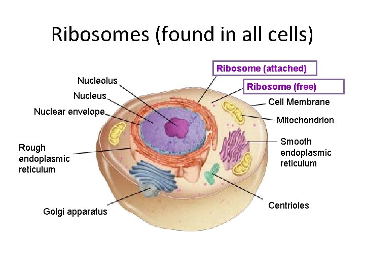 Ribosomes (found in all cells) Ribosome (attached) Nucleolus Nuclear envelope Rough endoplasmic reticulum Golgi