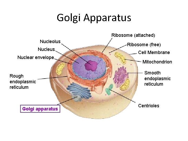Golgi Apparatus Ribosome (attached) Nucleolus Nuclear envelope Rough endoplasmic reticulum Golgi apparatus Ribosome (free)