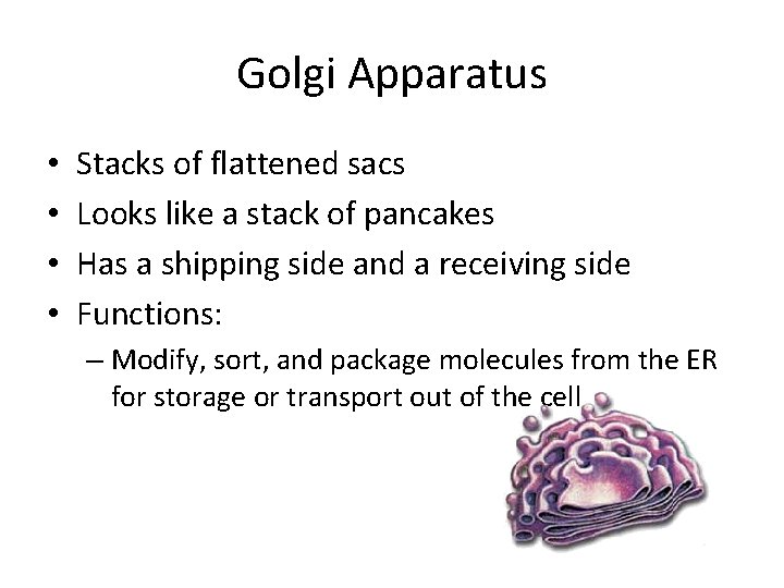 Golgi Apparatus • • Stacks of flattened sacs Looks like a stack of pancakes