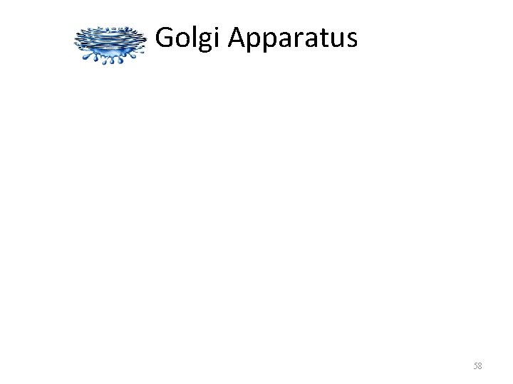 Golgi Apparatus 58 