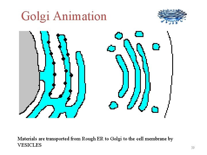 Golgi Animation Materials are transported from Rough ER to Golgi to the cell membrane