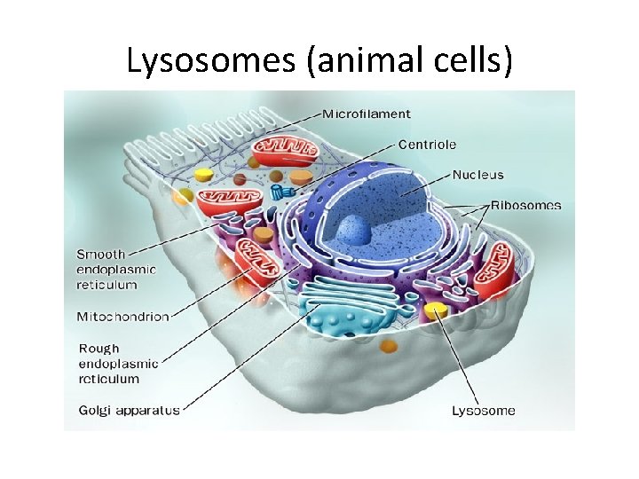 Lysosomes (animal cells) 