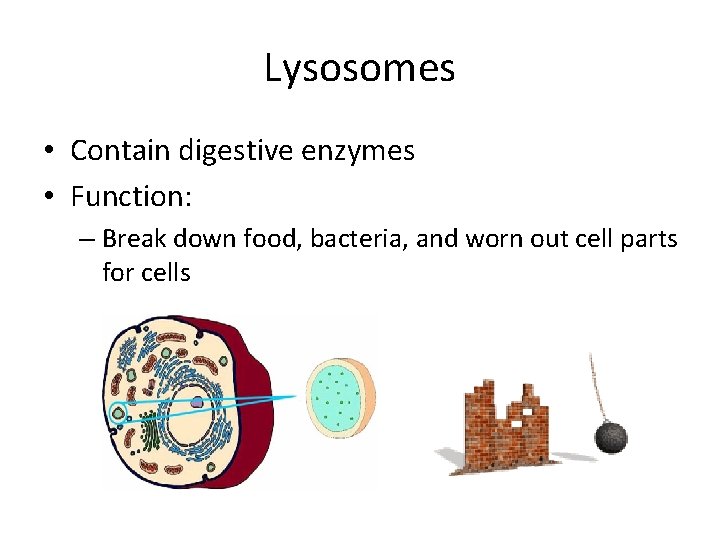 Lysosomes • Contain digestive enzymes • Function: – Break down food, bacteria, and worn