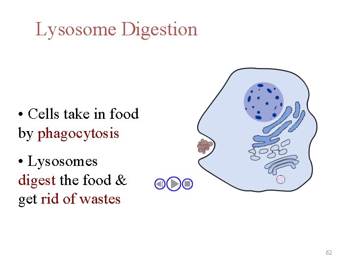 Lysosome Digestion • Cells take in food by phagocytosis • Lysosomes digest the food