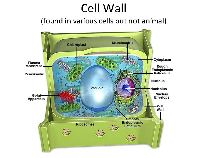 Cell Wall (found in various cells but not animal) 