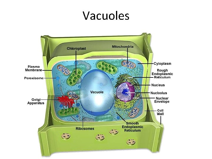 Vacuoles 