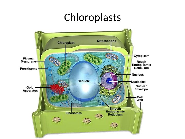 Chloroplasts 