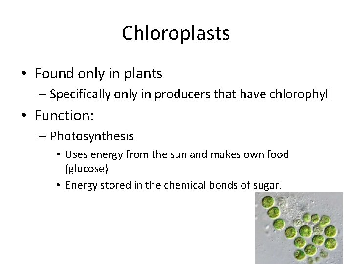 Chloroplasts • Found only in plants – Specifically only in producers that have chlorophyll