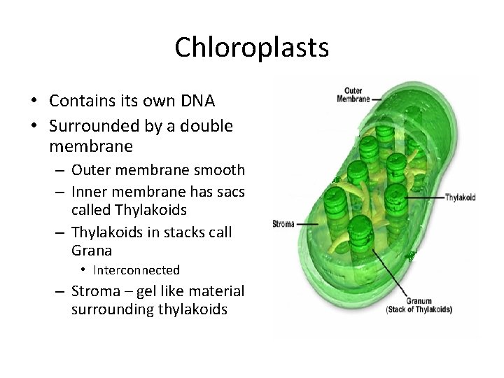 Chloroplasts • Contains its own DNA • Surrounded by a double membrane – Outer