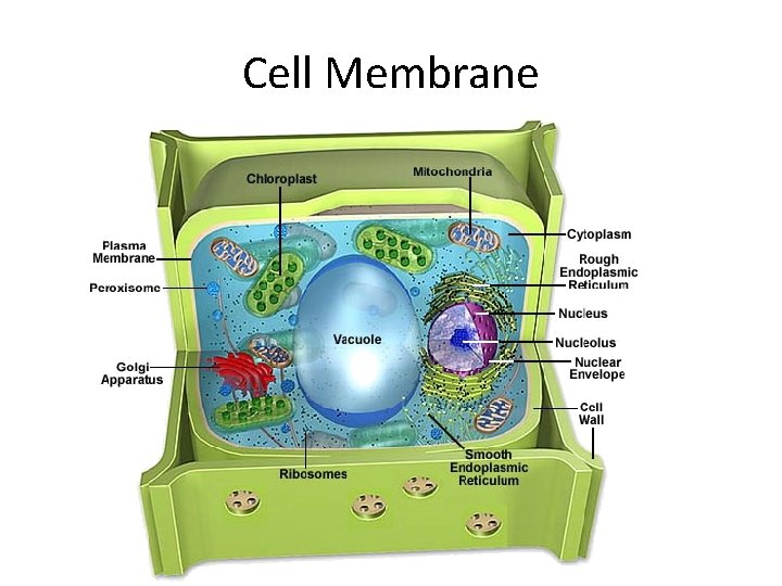 Cell Membrane 