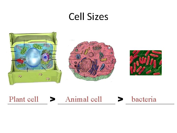 Cell Sizes Plant cell > _______ Animal cell bacteria _____ > ______ 