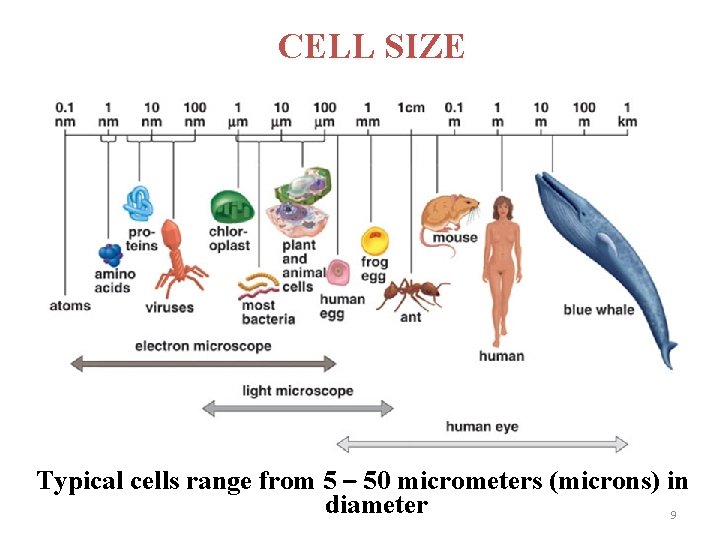 CELL SIZE Typical cells range from 5 – 50 micrometers (microns) in diameter 9