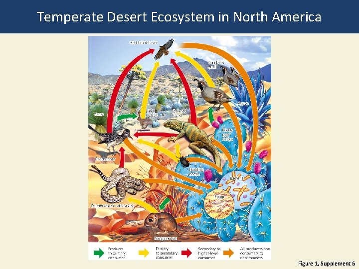 Temperate Desert Ecosystem in North America Figure 1, Supplement 6 