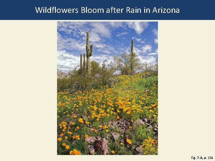 Wildflowers Bloom after Rain in Arizona Fig. 7 -A, p. 156 