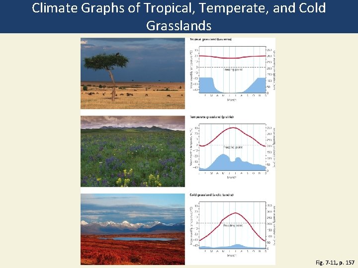 Climate Graphs of Tropical, Temperate, and Cold Grasslands Fig. 7 -11, p. 157 