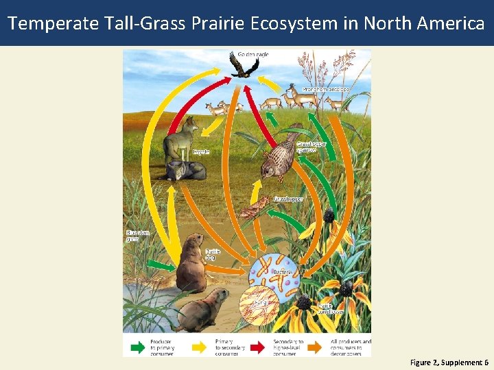 Temperate Tall-Grass Prairie Ecosystem in North America Figure 2, Supplement 6 