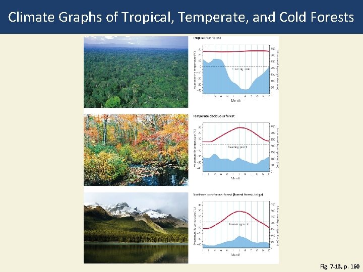 Climate Graphs of Tropical, Temperate, and Cold Forests Fig. 7 -13, p. 160 