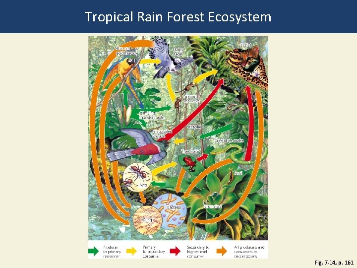 Tropical Rain Forest Ecosystem Fig. 7 -14, p. 161 
