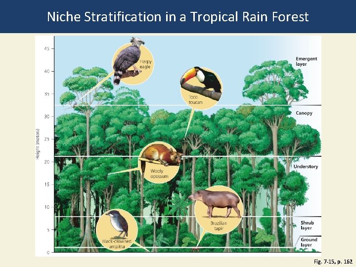 Niche Stratification in a Tropical Rain Forest Fig. 7 -15, p. 162 