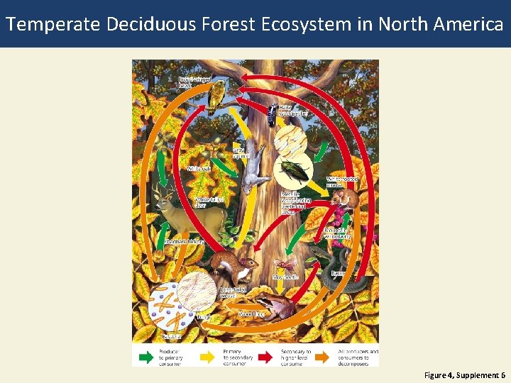 Temperate Deciduous Forest Ecosystem in North America Figure 4, Supplement 6 