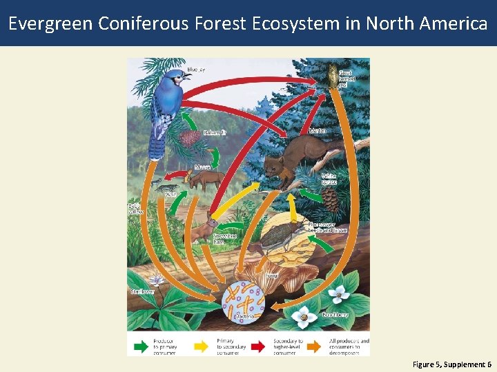 Evergreen Coniferous Forest Ecosystem in North America Figure 5, Supplement 6 