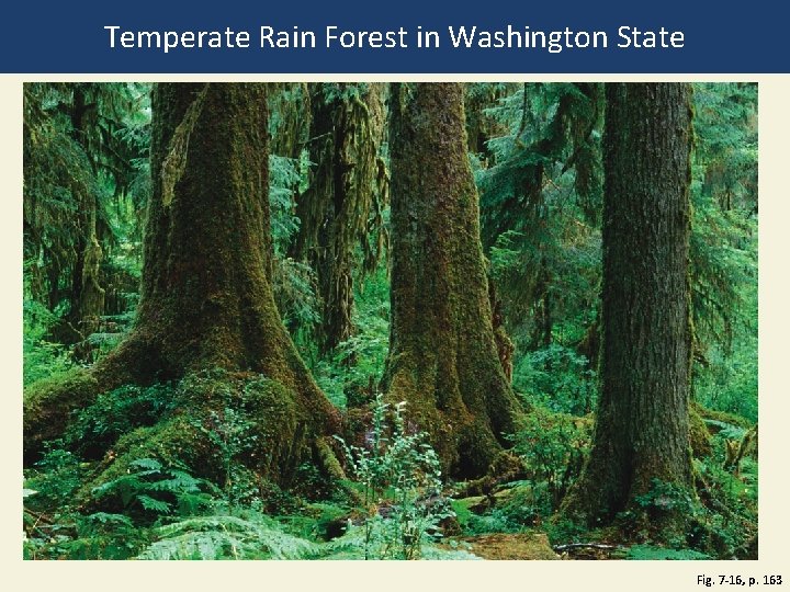 Temperate Rain Forest in Washington State Fig. 7 -16, p. 163 