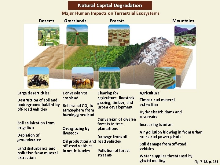 Natural Capital Degradation Major Human Impacts on Terrestrial Ecosystems Deserts Large desert cities Grasslands