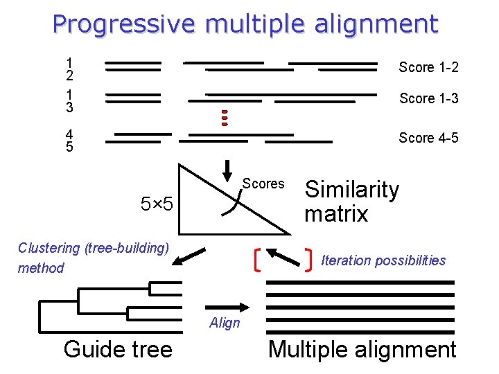 Progressive multiple alignment 1 2 1 3 Score 1 -2 4 5 Score 4